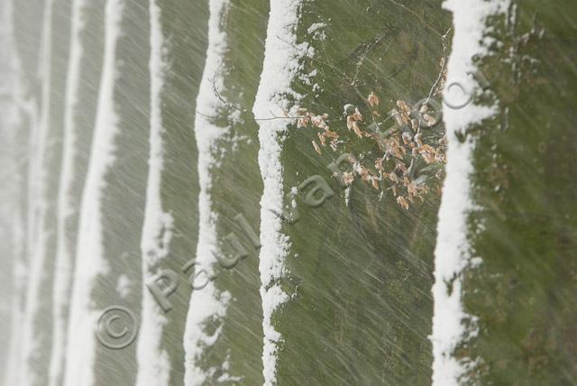 Beukenlaan met sneeuw PVH2-8522