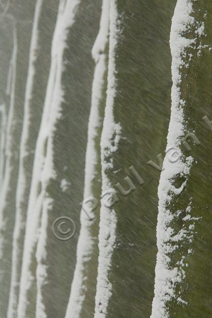 Beukenlaan met sneeuw PVH2-8534