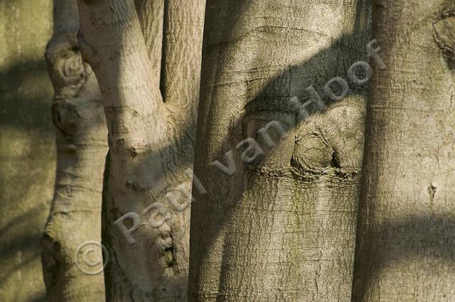 Beukenlaan PVH3-00652