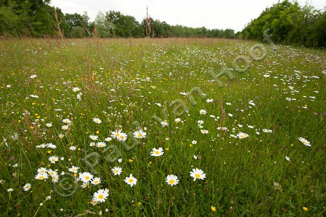Bloemrijk grasland; flowers in meadow PVH7-13126