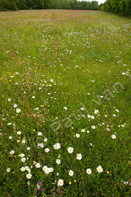 Bloemrijk grasland; flowers in meadow PVH7-13127