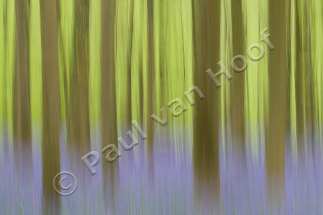 Blur van beukenbos met wilde hyacint PVH3-00872