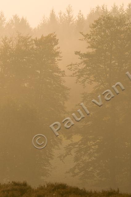 Bomen in mist PVH3-09616