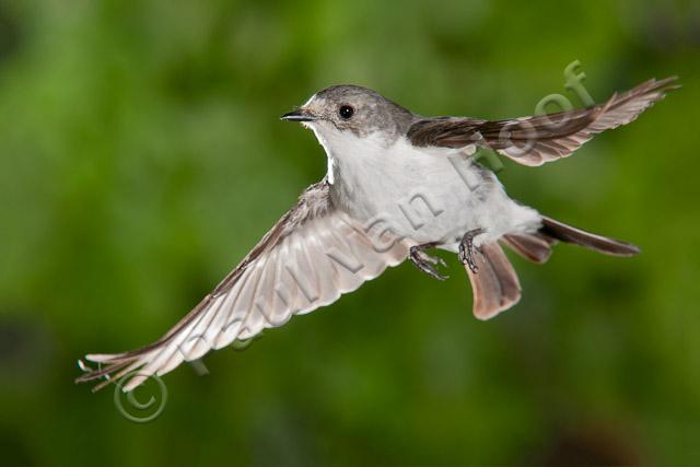 Bonte vliegenvanger; Pied flycatcher; Ficedula hypoleuca HBN-PVH3-35630