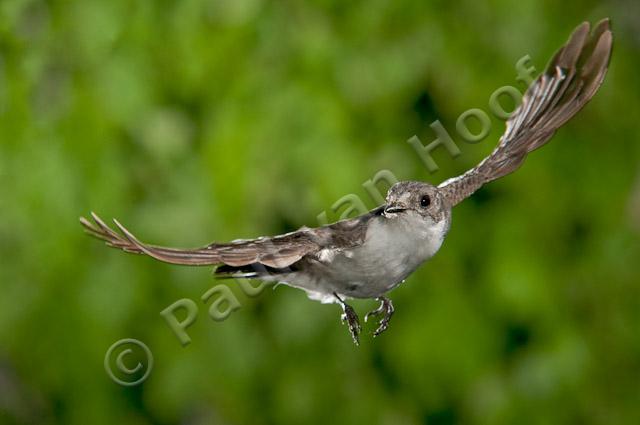 Bonte vliegenvanger; Pied flycatcher; Ficedula hypoleuca HBN-PVH3-35794