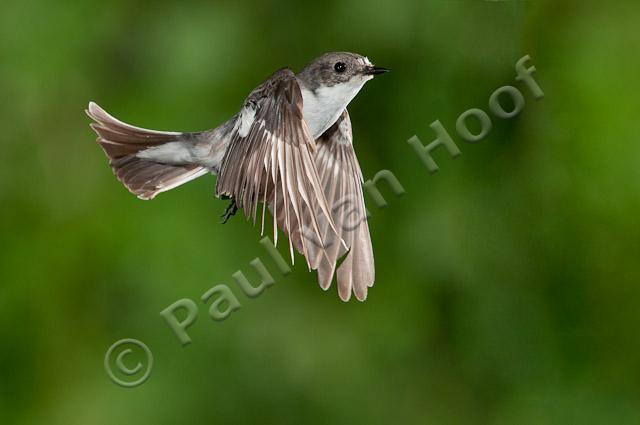 Bonte vliegenvanger; Pied flycatcher; Ficedula hypoleuca HBN-PVH3-36865