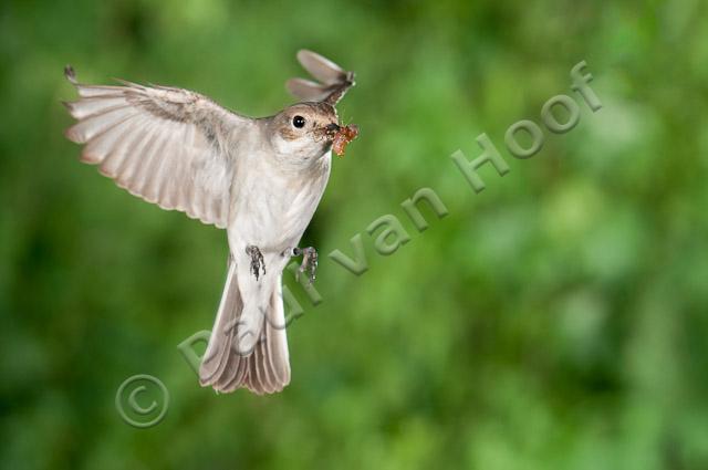 Bonte vliegenvanger; Pied flycatcher; Ficedula hypoleuca HBN-PVH3-55220