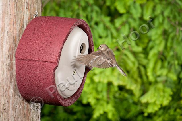 Bonte vliegenvanger; Pied flycatcher; Ficedula hypoleuca PVH3-55458