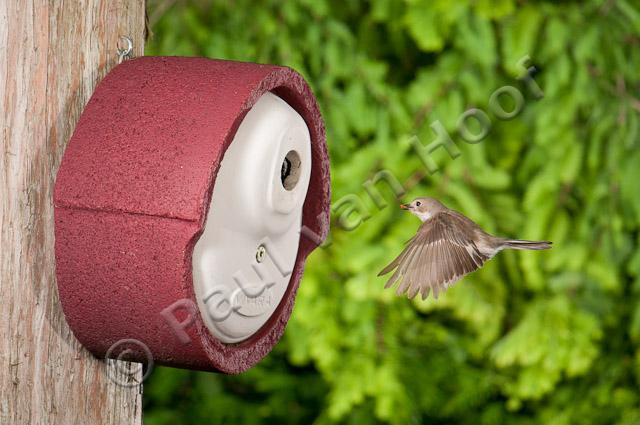 Bonte vliegenvanger; Pied flycatcher; Ficedula hypoleuca PVH3-55467