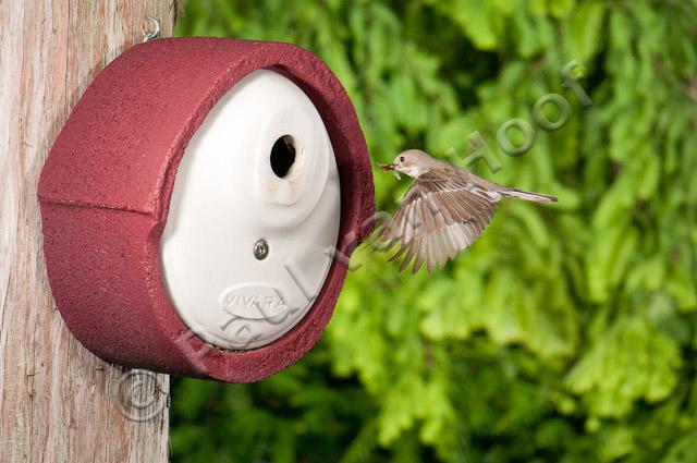 Bonte vliegenvanger; Pied flycatcher; Ficedula hypoleuca PVH3-55483