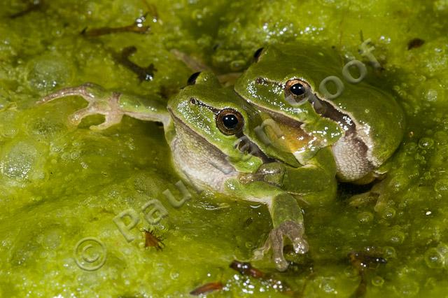 Boomkikker amplexus PVH70b-8856