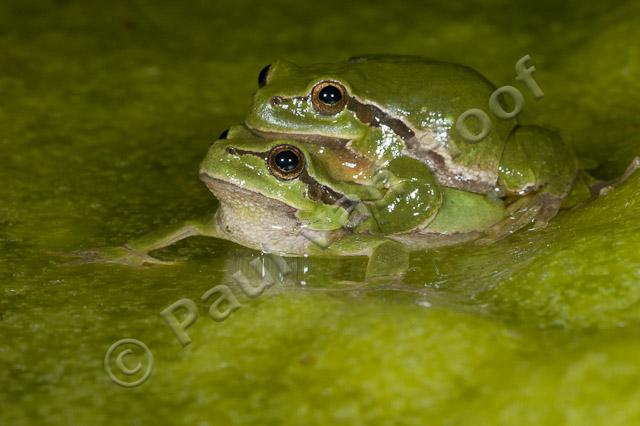 Boomkikker amplexus PVH70b-8871