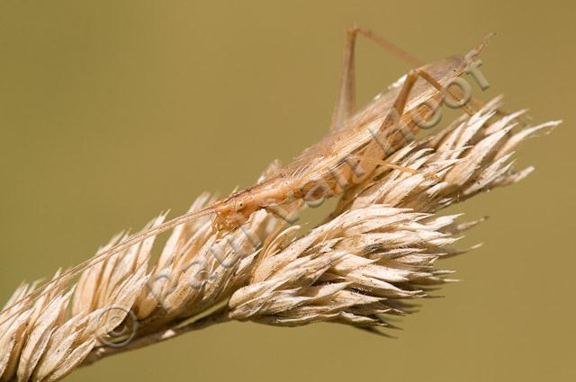 Boomkrekel mannetje PvH3-24717