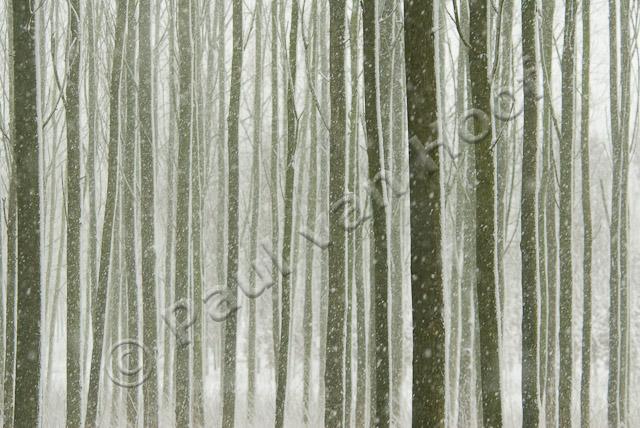 Boompjes in sneeuw PVH2-8510