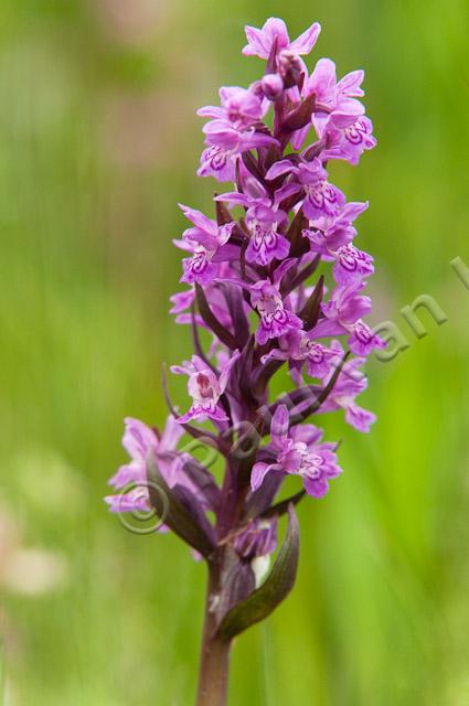 Brede orchis PVH3-37256-Edit