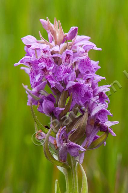 Brede orchis PVH3-37342