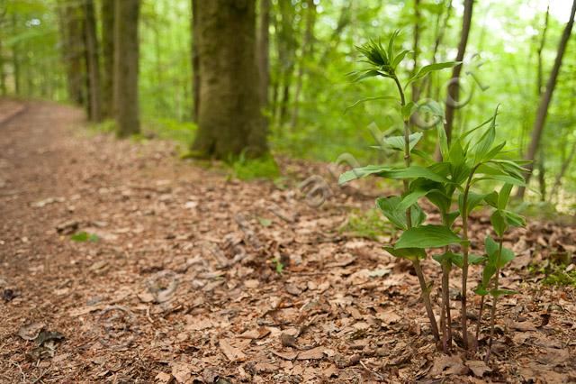 Brede wespenorchis; Broad-leaved helleborine; Epipactis helleborine PVH7-03217