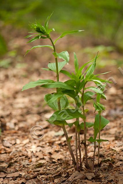 Brede wespenorchis; Broad-leaved helleborine; Epipactis helleborine PVH7-03227