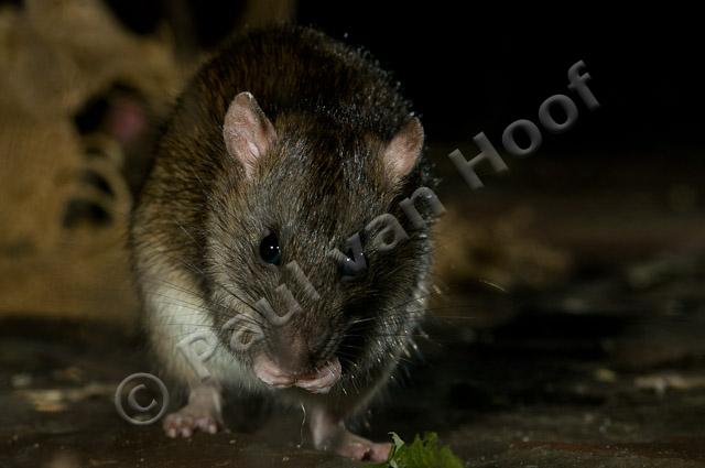 Bruine rat PVH3-09953