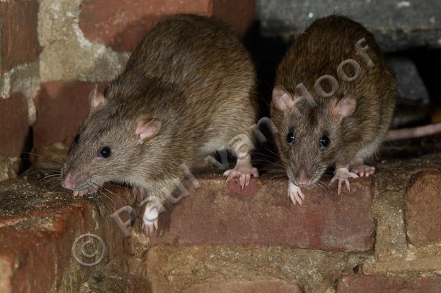 Bruine rat PVH3-09958