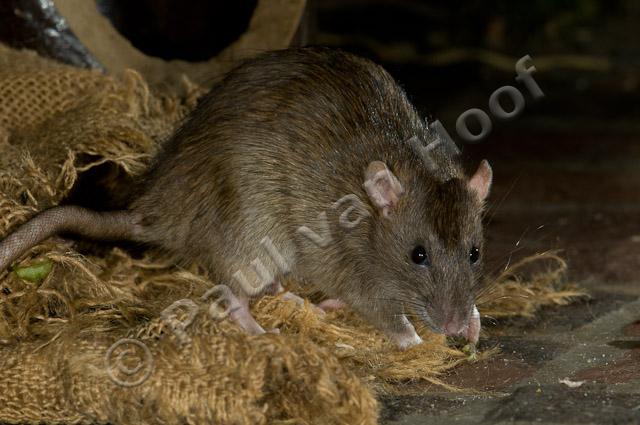 Bruine rat PVH3-09962