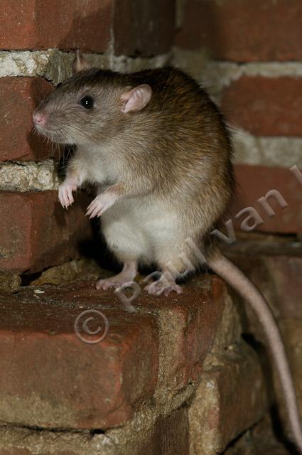 Bruine rat PVH3-09973