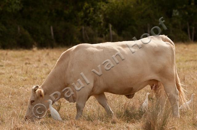 Charolais koe met koereigers PVH3-42457
