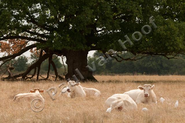 Charolais koeien met koereigers PVH3-42446