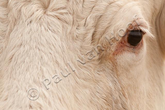 Close-up Charolais koe PVH3-42473