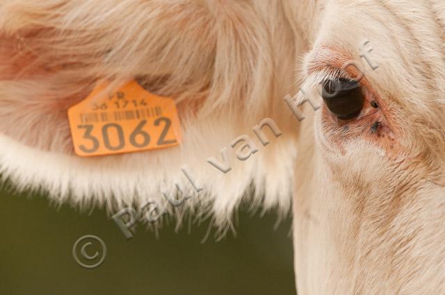 Close-up Charolais koe PVH3-42475