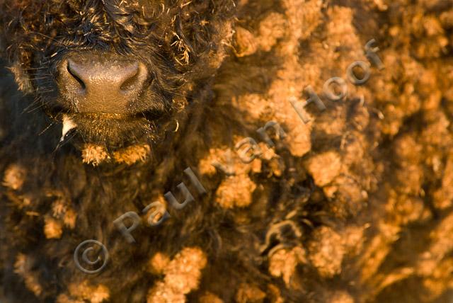 Close-up galloway met klitten PVH2-20310