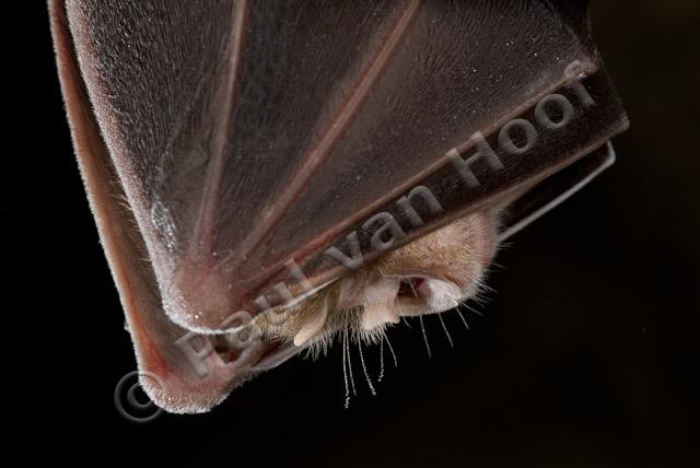 Close-up grote hoefijzerneus PVH2-8633