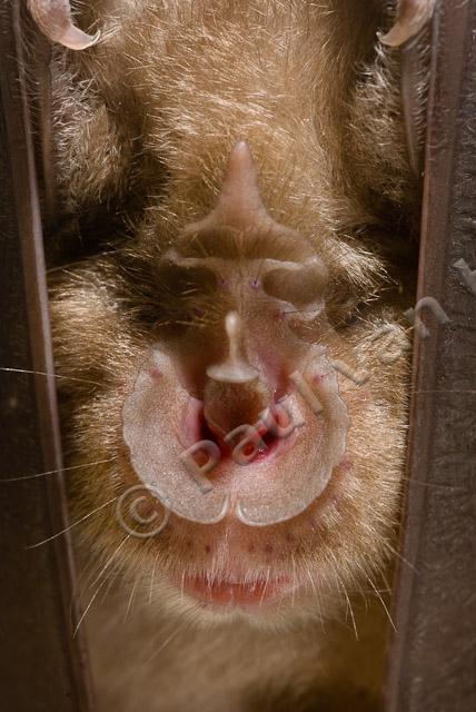 Close-up grote hoefijzerneus PVH2-8751