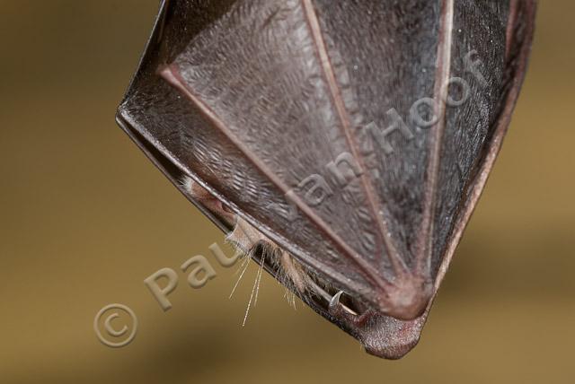 Close-up kleine hoefijzerneus PVH2-8823