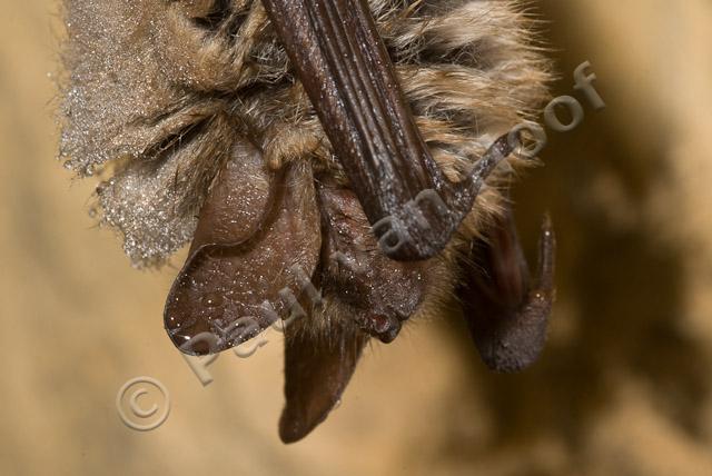 Close-up overwinterende ingekorven vleermuis PVH2-22478