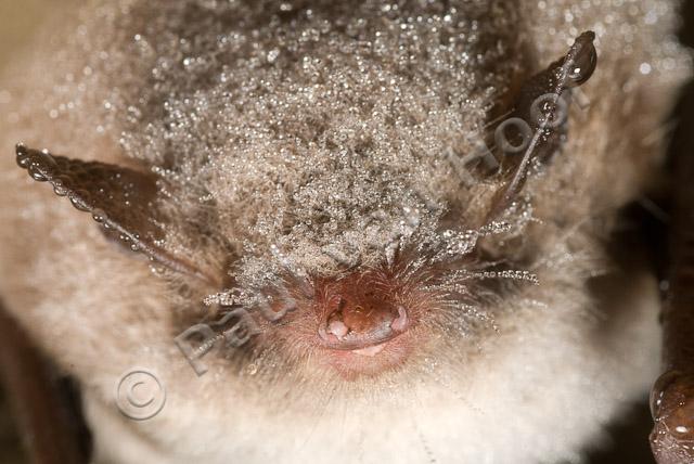 Close-up overwinterende watervleermuis PVH2-22084