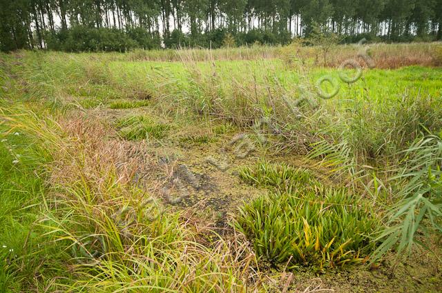 Dichtgegroeide sloot met krabbenscheer PVH3-44046