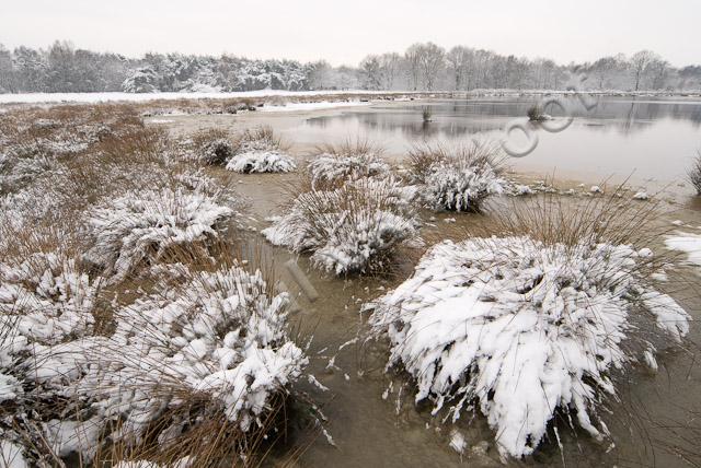 Driessenven in winter PVH2-8562
