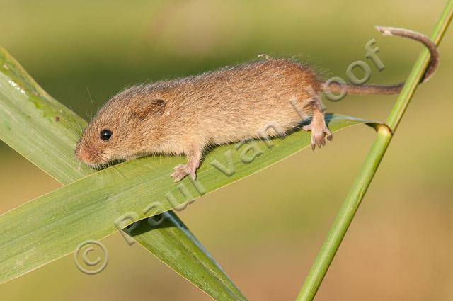 Dwergmuis; Harvest mouse; Micromys minutus PVH3-44176