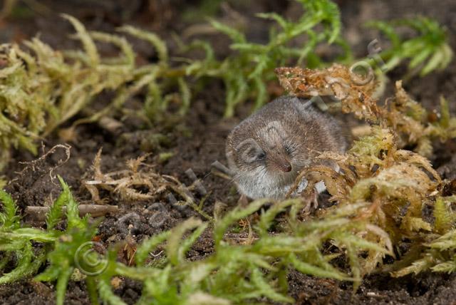 Dwergspitsmuis PVH2-0812