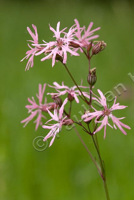 Echte koekoeksbloem PVH2-1427