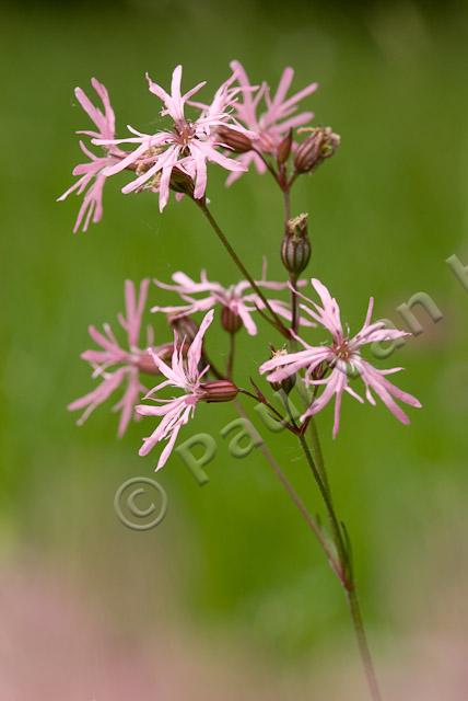 Echte koekoeksbloem PVH2-1439