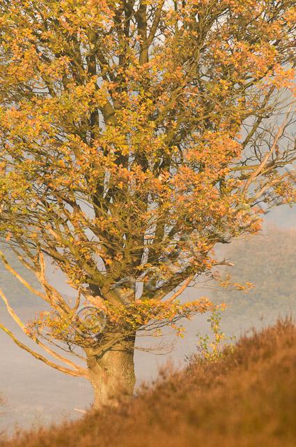 Eik in herfst op heide PVH3-09621