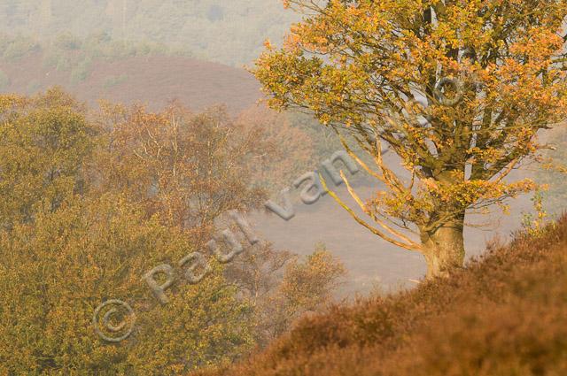 Eik in herfst op heide PVH3-09626