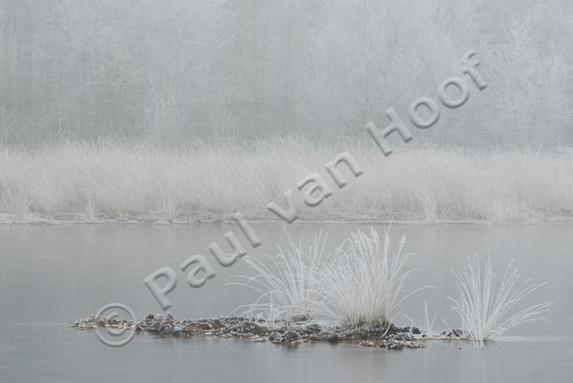 Eilandje met pijnpenstrootje in winter PVH2-8029