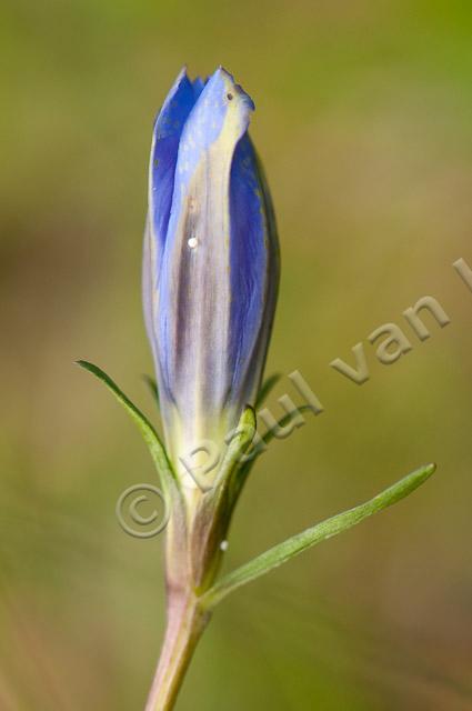 Eitje gentiaanblauwtje op klokjesgentiaan PVH3-40463