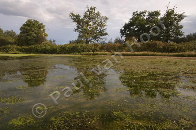 Etang met reflectie PVH70b-5053