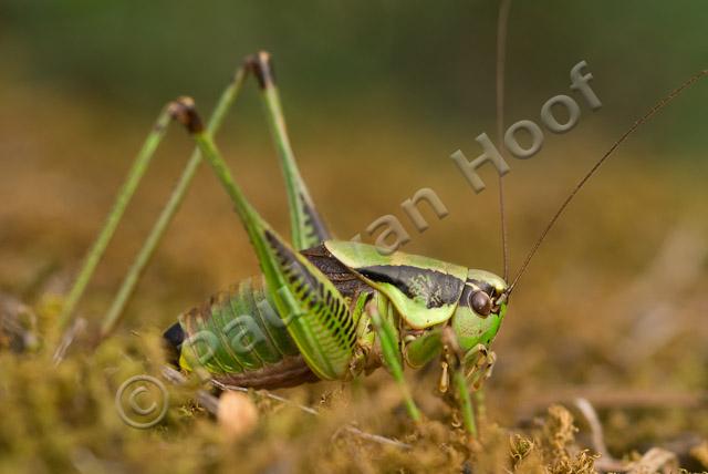 Eupholidoptera chabrieri PVH2-5153