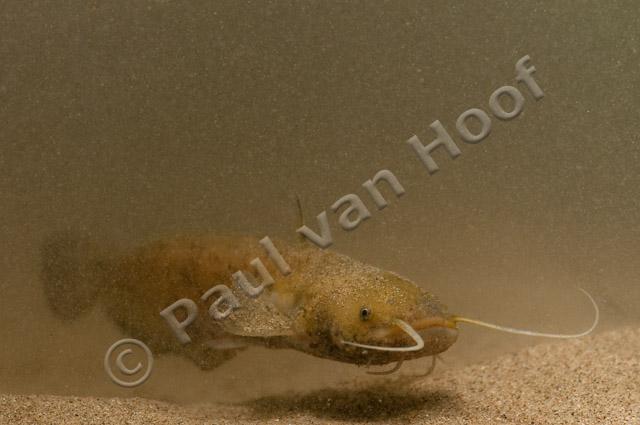 Europese meerval PVH3-28768