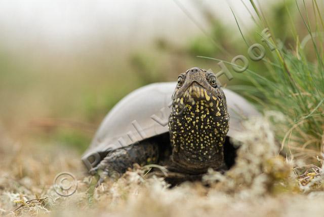 Europese moerasschildpad PVH2-0986